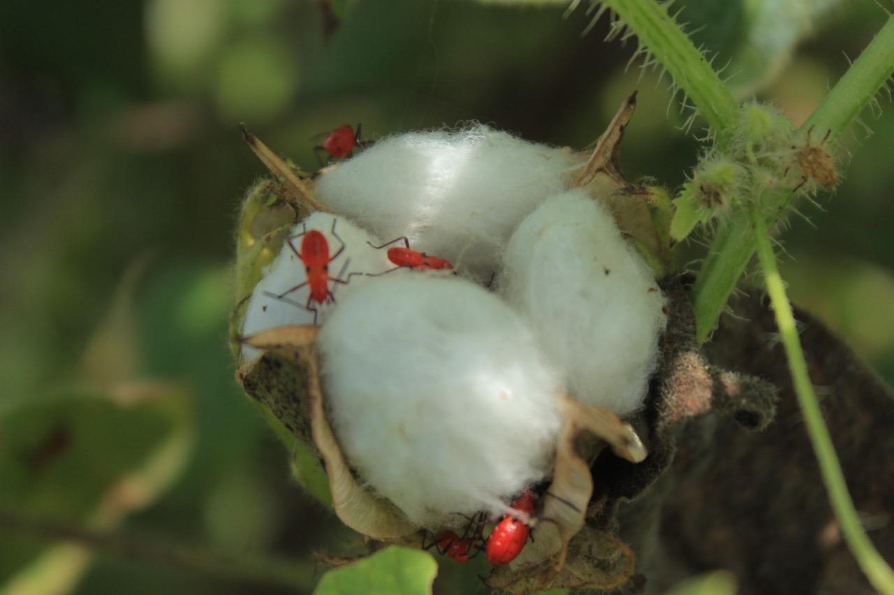Organic cotton plant in bloom